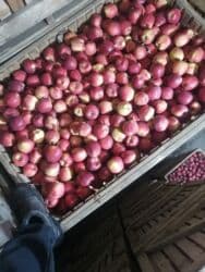 электронный жайнамаз бишкек цена: Алмуруттар Дүңүнөн, Өзү алып кетүү — 8