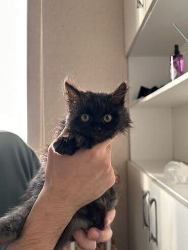 купить кошку мейн кун: Очаровательный котёнок с пушистой угольно‑чёрной шерсткой и яркими — 4