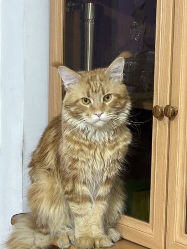 мейн кун бишкек питомник lyubushka купить котенка цена фото: Вязка: Мейн-кун, Мальчик, 2 года, С документами, С прививками, Рыжий — 1