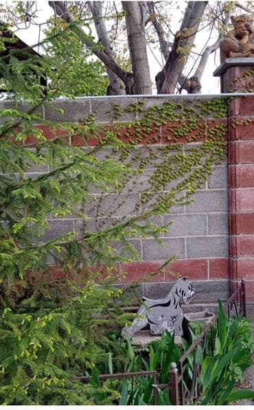 продажа рассады: Предлагается саженец кустарника с развитой корневой системой, готовый — 6