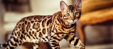 русская: В продаже котенки ТИГРОВОГО окраса Мама РУССКАЯ ГОЛУБАЯ Папа — 6