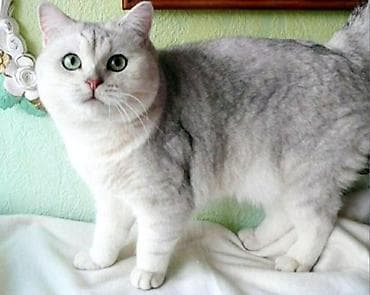 Животные: Вязка: Скотиш Страйт (Шотландская прямоухая), Мальчик, 2 года, С прививками, Серебристая шиншилла — 1
