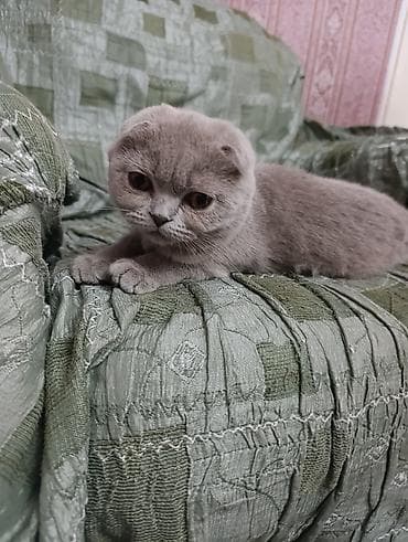 короткошерстные котята: Продаю Шотландская вислоухая кошка (Scottish Fold) - Порода — 6