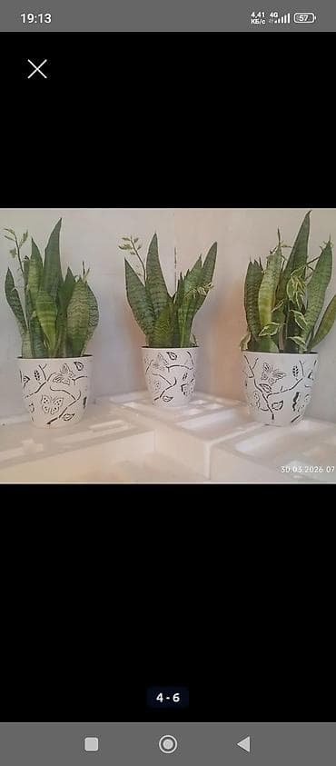 милионник: Распродажа от 150 с!!!🪴🌵🌱 — 6