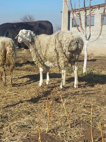 сколько стоит корова 2024: Продаю | Овца (самка) | Полукровка | Для разведения | Матка — 4
