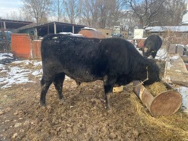 наполнитель для животных: Продаю | Бык (самец) | На откорм | Привязанные — 1