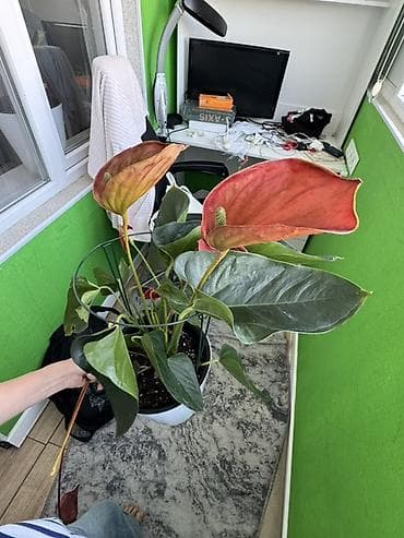 Антуриумы: Антуриум с крупными бордово‑терракотовыми покрывалами и темно‑зелёными — 2