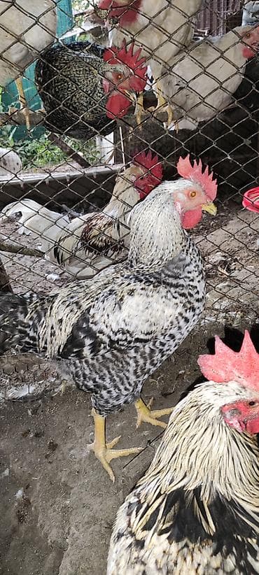продам суточных цыплят: В продаже петушки мясо-яичной породы. Возраст 5 месяцев. Цена: 1500 — 9