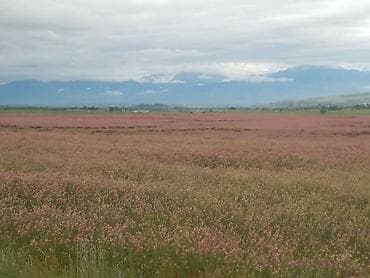 семена редьки маргеланская: Семена кормовых растений: Эспарцет, Самовывоз — 6