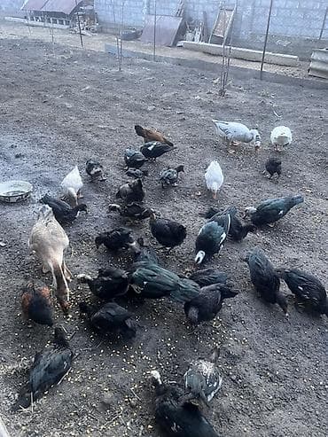 термо регулятор для инкубатор: Утки 1000 с

Гуси 2000 с

Торг есть — 2