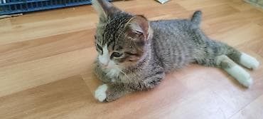 scottish fold: Британская короткошёрстная, 2 года, Девочка, Серый, Приучена к лотку, Проглистована — 8