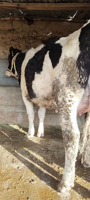 быков: Продаю | Корова (самка) | Для молока — 4