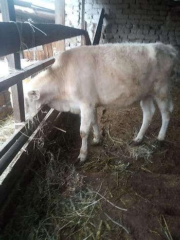 Продаю | Музоо, торпок | На откорм