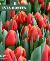 купить луковицы тюльпанов из голландии: Предлагаются тюльпаны различных оттенков для предзаказа к 8 марта 2026 — 12