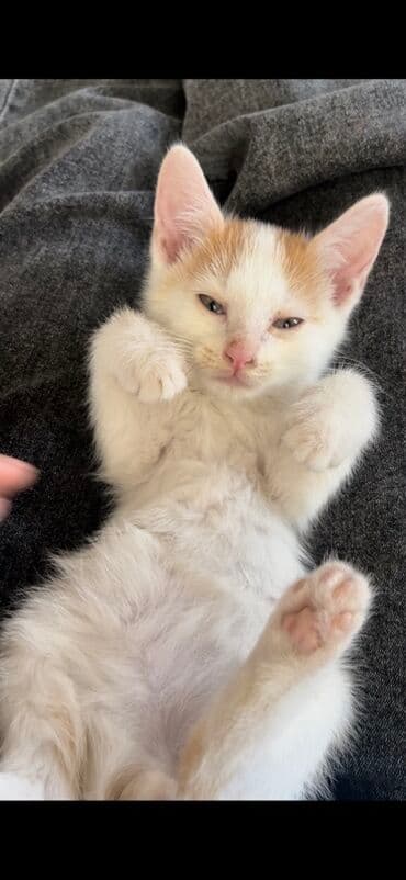 вислоухая кошка сколько стоит: Кошка даром: Беспородная, 2 месяца, Мальчик — 1