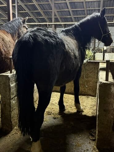 племенные коровы молочные купить: Продаю | Кобыла (самка), Конь (самец), Жеребенок | Полукровка, Першерон, Дончак | На забой, Для разведения, Для молока | Племенные — 5