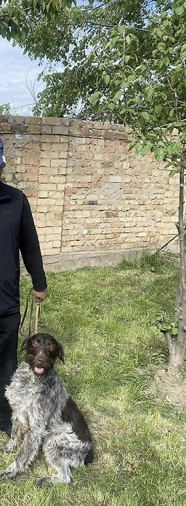 Собаки: Универсальный охотничий Дратхар - полностью Рабочая, приучен к — 5