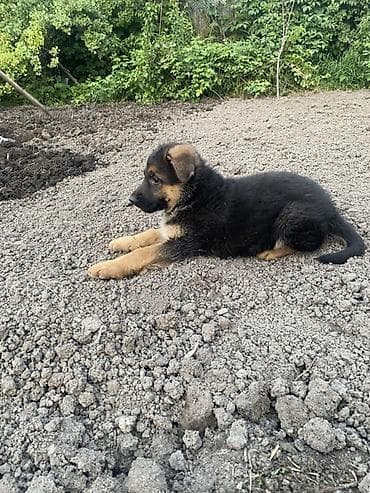 Овчарка, 2 месяца, Самка, С прививкой, С родословной