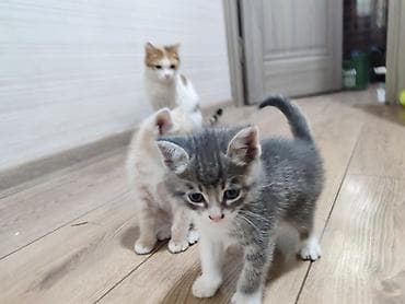 отдам бесплатно котенка: Котята - Возраст 1,5 месяца - Характер: ласковые, любопытные — 5