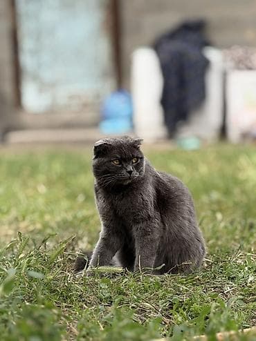 chow chow: Шотландская вислоухая кошка (Scottish Fold), окрас: сплошной голубой — 4