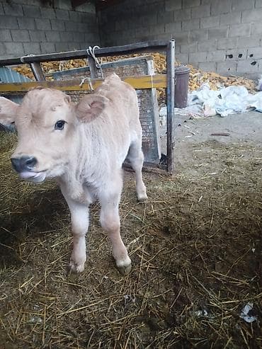 Продаю | Бык (самец) | На откорм