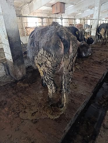 лекарство для животных: Продаю | Бык (самец) | На откорм | Привязанные — 5