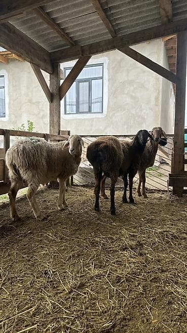 хаски купить щенка: Продаю | Овца (самка) | Для разведения | Матка — 5