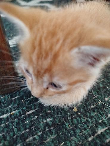 Животные: Кошка даром: Беспородная, 2 месяца, Девочка, Приучена к лотку — 2
