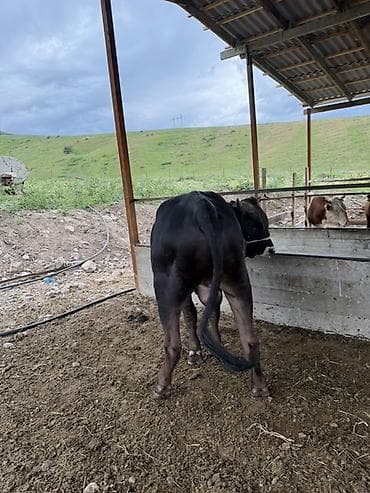 сокол купить: Продаю | Бык (самец) | Для разведения — 2