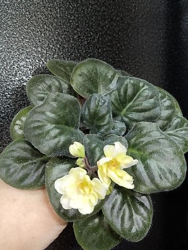 Продаю молодые фиалочки 🌺🌿🌺 По всем вопросам обращайтесь по телефону at lalafo.kg Продаю молодые фиалочки 🌺🌿🌺 По всем вопросам обращайтесь по телефону