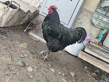 Продаю | Петух | Для разведения