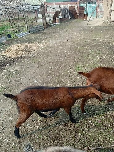 Продам с/х животных: Продаю | Коза (самка) | Нубийская, Битал | Для молока, Для разведения | Племенные — 10