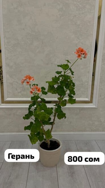 куплю комнатные растения: Домашние комнатные цветы 🌿 Разные виды — смотрите цены на фото Продаю — 9