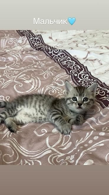 Британская короткошёрстная, 1 месяц, Мальчик, Серый, Метис, Приучена к лотку — 7