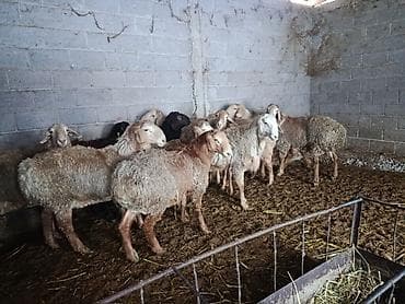 собака сокулук: Кочкор Арашан — 4