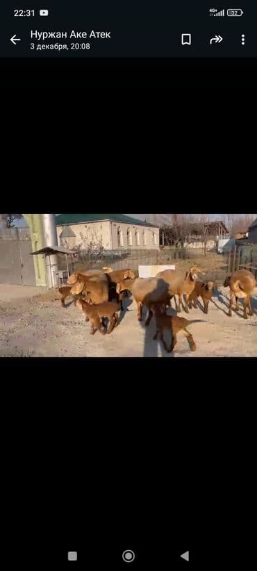 сх животные и товары: Продаю | Овца (самка) | Для разведения | Ягнившаяся — 7