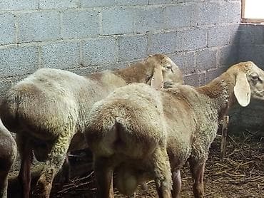 продажа собак бишкек: Продаю | Баран (самец) | Арашан | Для разведения | Племенные — 1