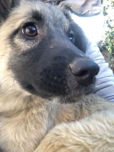 Вязка собак: Щеноки бардер-колли, среднего размера . умные,домашние,мальчики.6 — 3