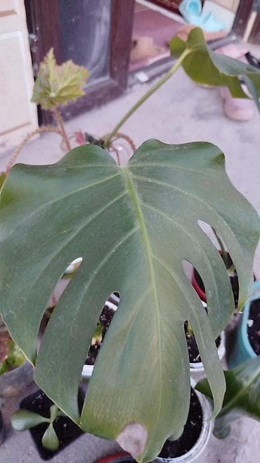 калла: Комнатные растения и укоренённые детки - Крупное тропическое растение — 5