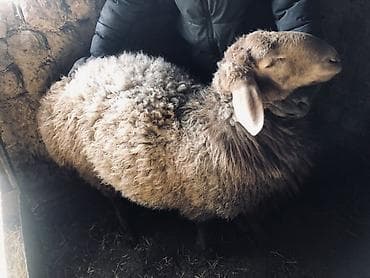 кой эдилбай: Продаю | Баран (самец) | Полукровка | На забой — 5