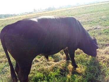 продаю музоо торпок корова самка бык самец айрширская ангус алатауская на забой для разведения на откорм племенные нетель привязанные: Сатам | Бука (эркек) | Ангус | Көбөйтүү үчүн | Асыл тукумдуу — 6