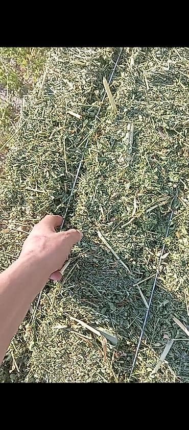 маленькие кролики: Сено/люцерна в тюках - Прессованные прямоугольные тюки, стянуты — 1