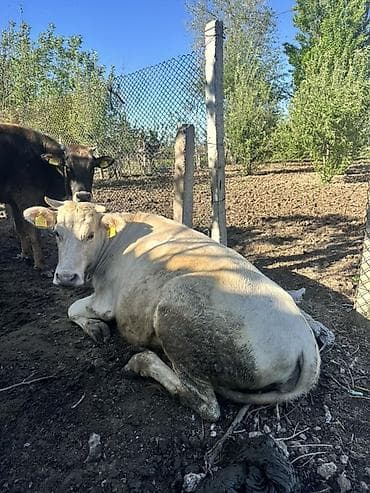 продаю дровилка: Продаю | Корова (самка), Тёлка | Для разведения | Искусственник, Привязанные — 1