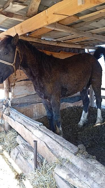жеребая кобыла: Продаю | Кобыла (самка) | Рабочий — 1