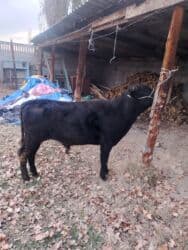 хочу купить щенка немецкой овчарки: Продаю | Бык (самец) | Ангус | На откорм, На забой, Для разведения | Искусственник — 7