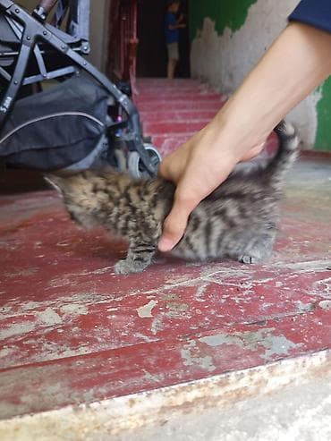 приют котят: Кошка даром: Беспородная, 1 месяц, Девочка — 5