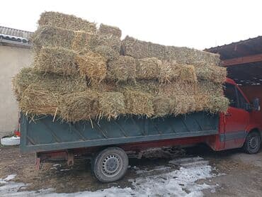 рыбы в кыргызстане: Подпокровный аралаш доставка есть 100шт — 1