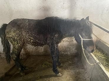 продаю як: Продаю | Жеребец | Рабочий — 2