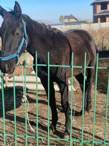 зоомагазин бишкек с животными: Продаю | Конь (самец) | Рабочий — 1