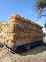 продажа щенков немецкой овчарки с документами в бишкеке: Саман туктор плотный чоон чоон метровый таза аппак. с доставкой выше — 2